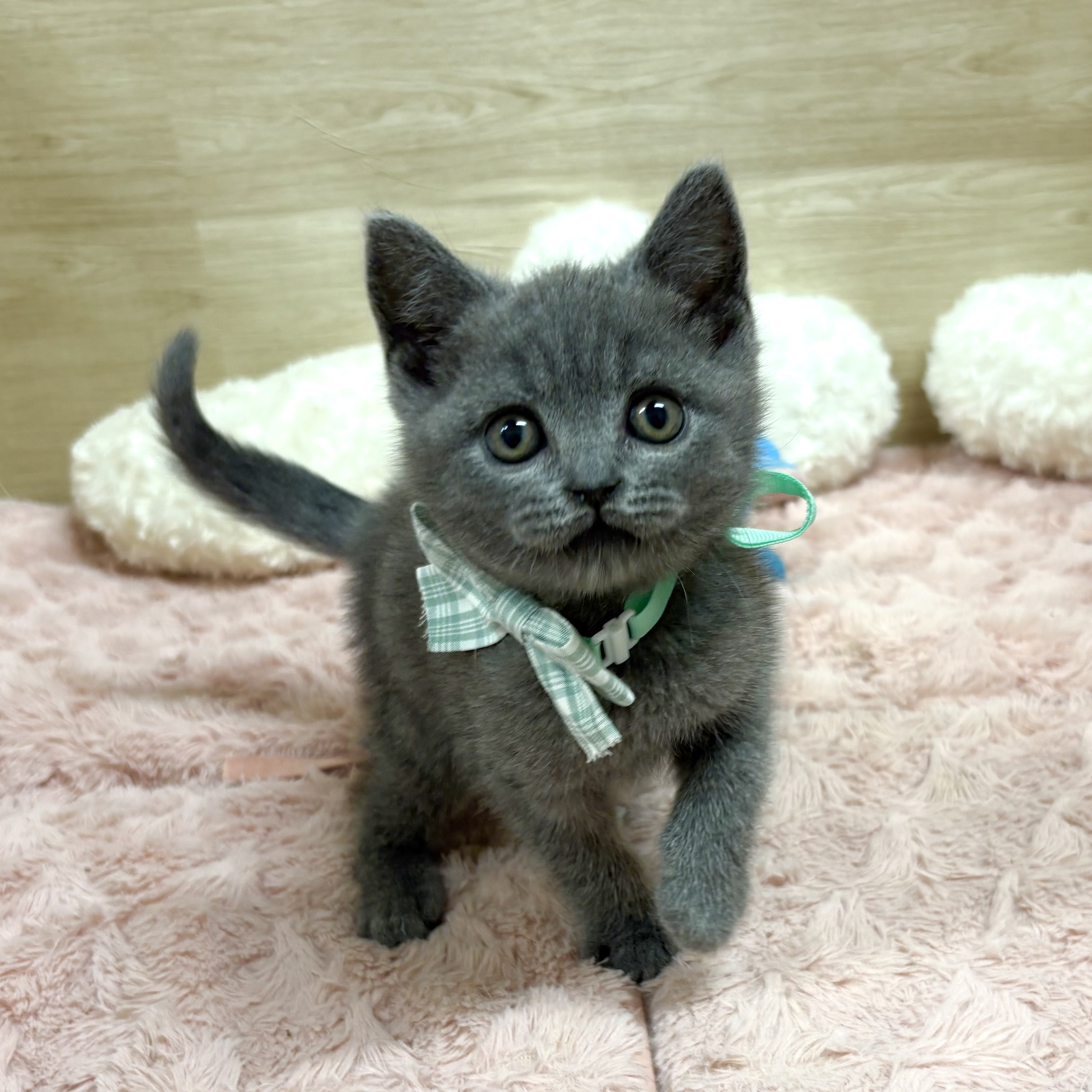 大阪府のブリティッシュショートヘアー (犬の家＆猫の里そよら東岸和田店/2026年1月12日生まれ/男の子/ブルー)の子猫の3枚目の画像