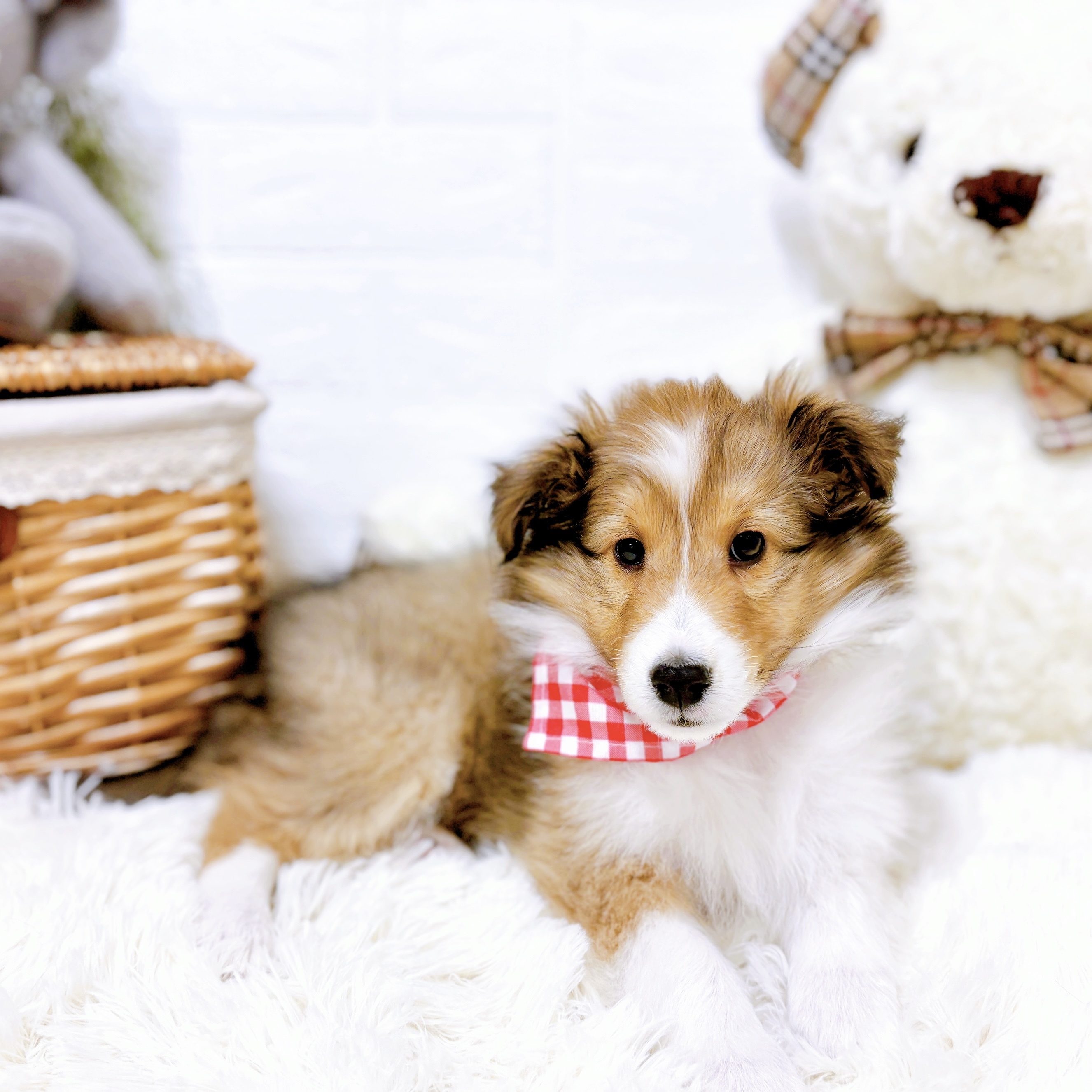 滋賀県のシェットランドシープドッグ (犬の家＆猫の里近江八幡店/2026年1月9日生まれ/女の子/セーブルホワイト)の子犬の3枚目の画像