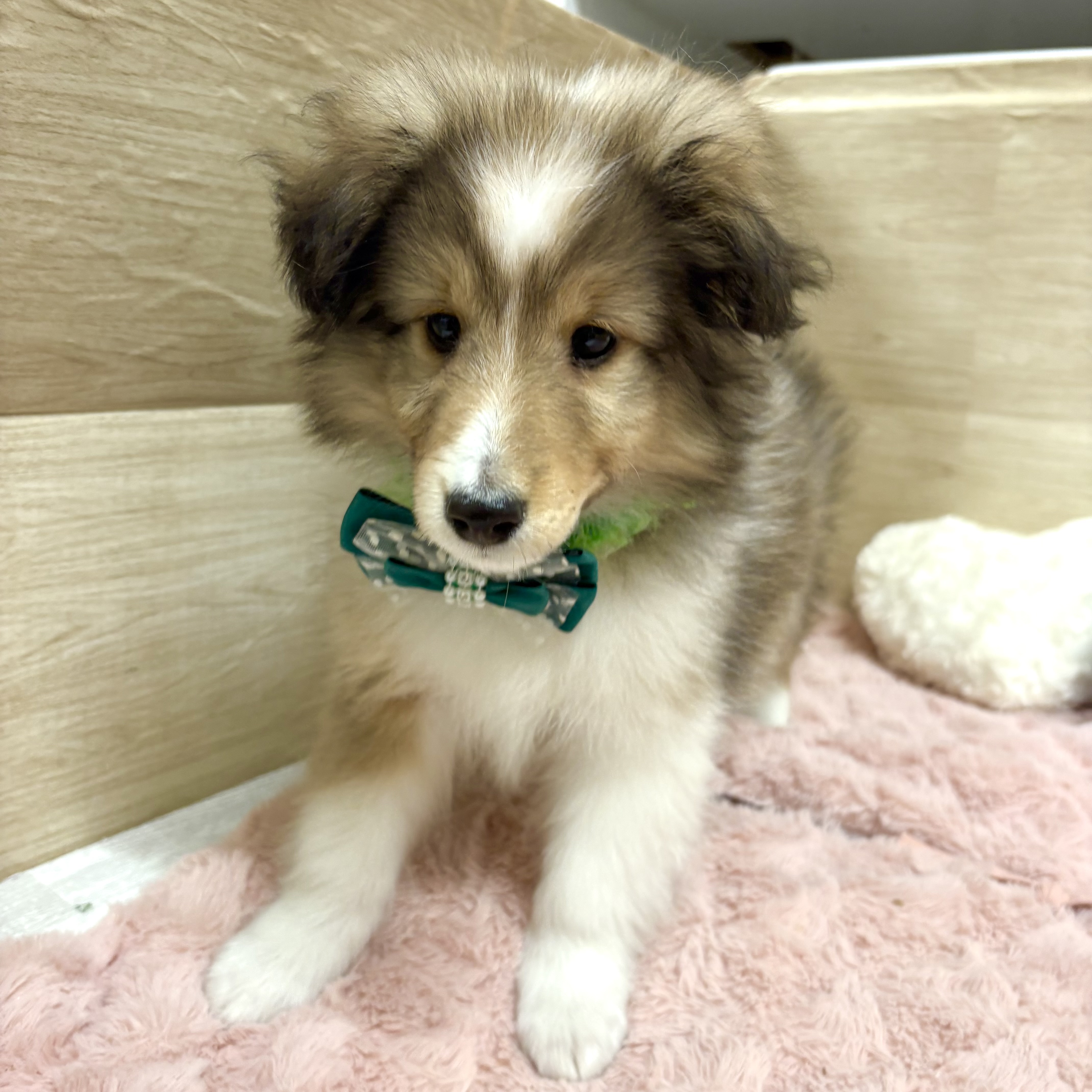 大阪府のシェットランドシープドッグ (犬の家＆猫の里そよら東岸和田店/2026年1月9日生まれ/男の子/セーブルホワイト)の子犬の3枚目の画像