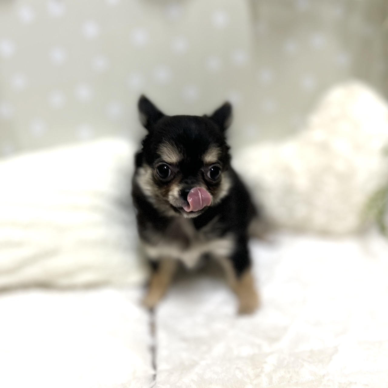 愛知県のチワワ(ロング) (犬の家＆猫の里安城店/2026年1月15日生まれ/女の子/ブラックタンホワイト)の子犬の3枚目の画像