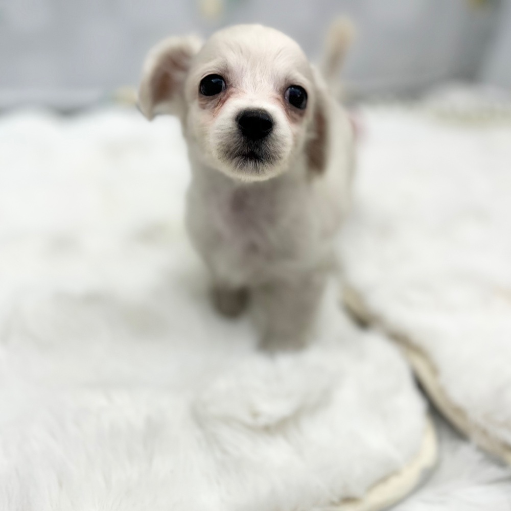 静岡県のチワックス(チワワ×ダックス) (犬の家＆猫の里MEGAドン・キホーテ袋井店/2026年1月13日生まれ/男の子/クリーム)の子犬の3枚目の画像