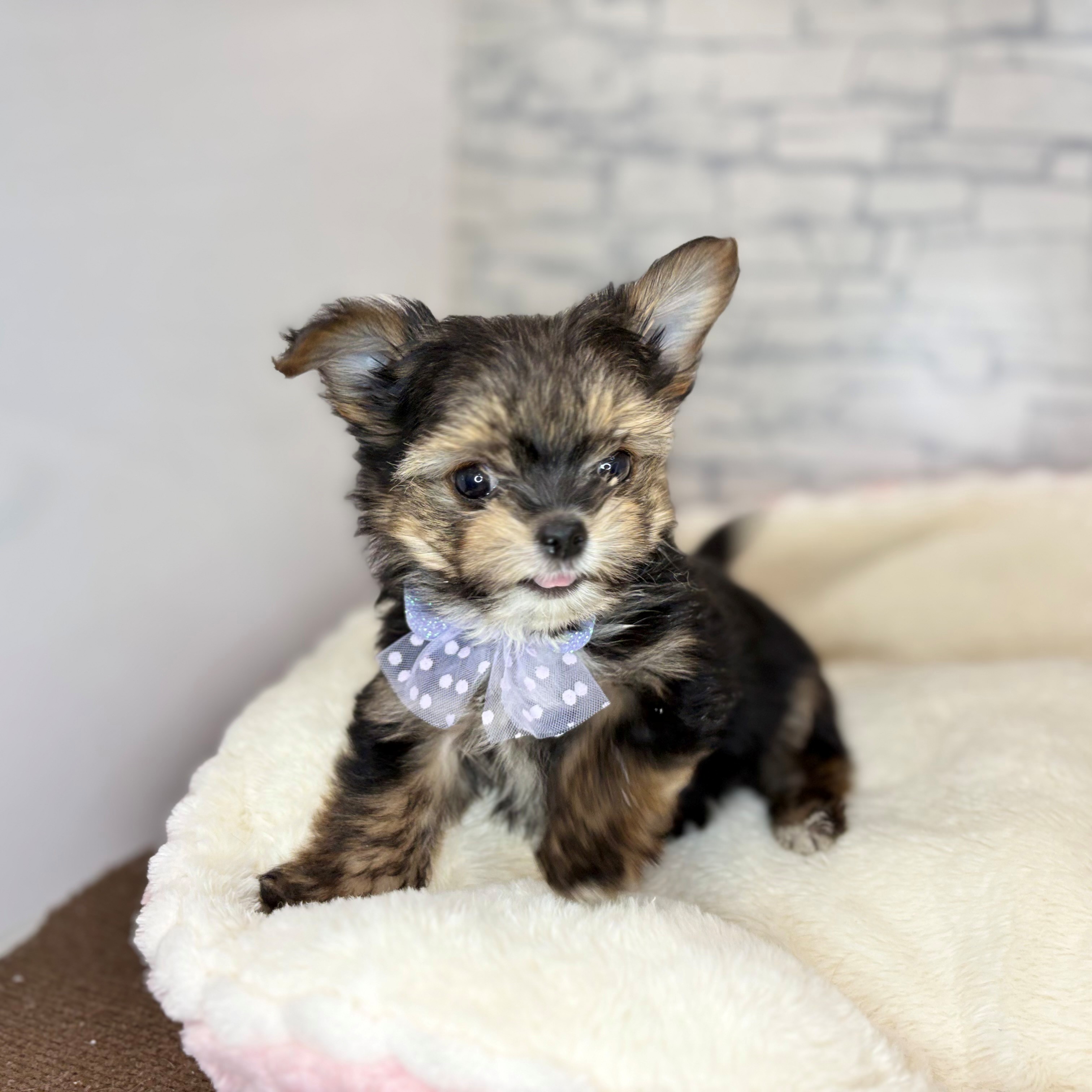 長野県のヨーチー/チワキー/チワヨーキー(ヨークシャーテリア×チワワ) (犬の家＆猫の里長野店/2026年1月12日生まれ/男の子/スチールブルータン)の子犬の3枚目の画像