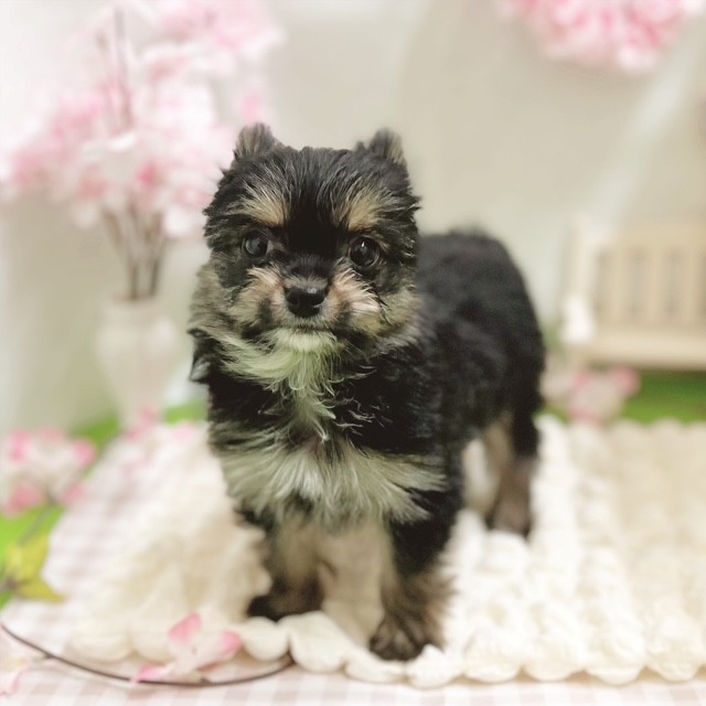 静岡県のヨーチー/チワキー/チワヨーキー(ヨークシャーテリア×チワワ) (犬の家＆猫の里藤枝店/2026年1月12日生まれ/女の子/スチールブルータン)の子犬の3枚目の画像