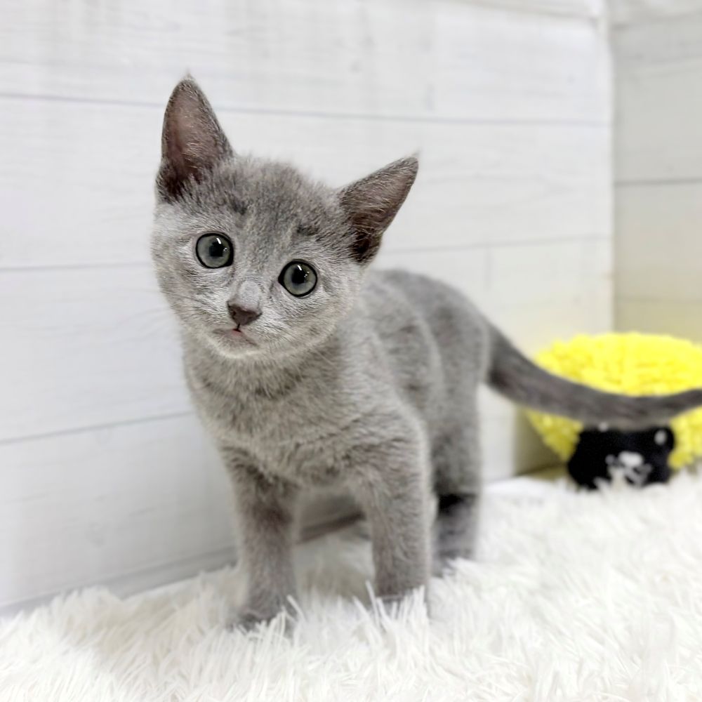 愛知県のロシアンブルー (犬の家＆猫の里豊田店/2026年1月15日生まれ/女の子/ブルー)の子猫の3枚目の画像