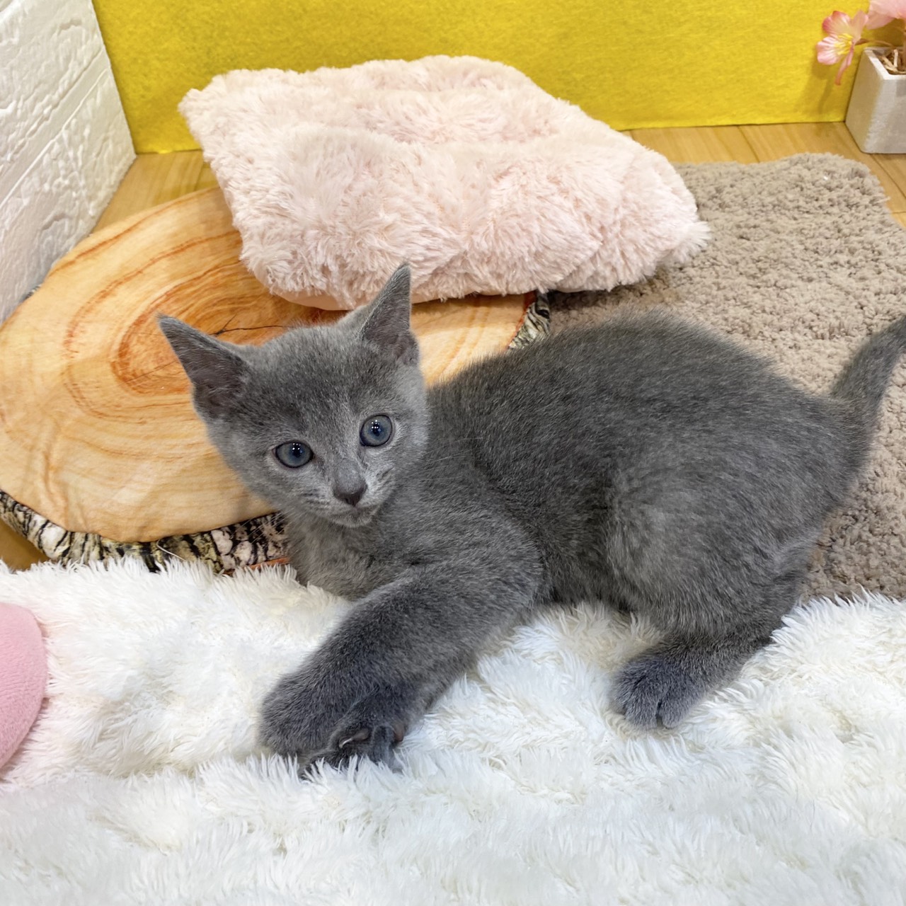 長野県のロシアンブルー (犬の家＆猫の里カインズ梓川店/2026年1月15日生まれ/男の子/ブルー)の子猫の3枚目の画像