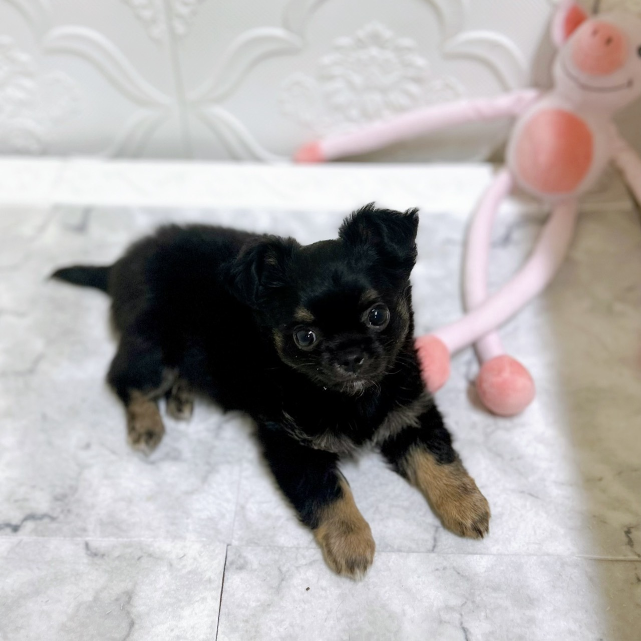 チワワ（ロング）男の子の写真