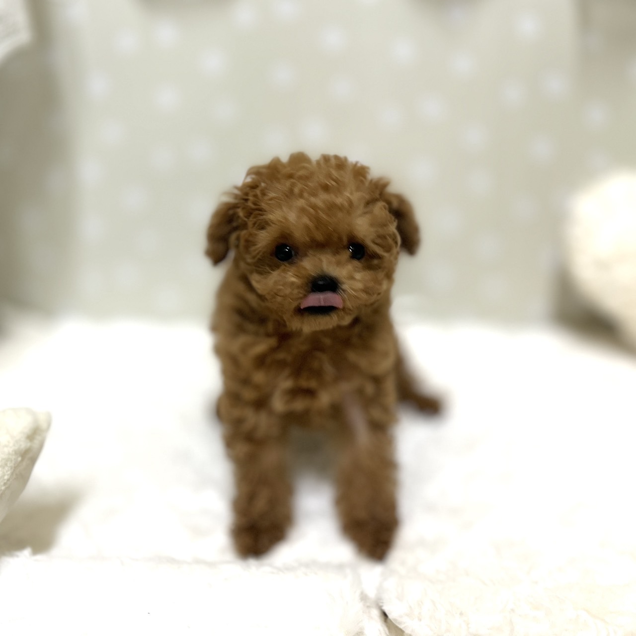 愛知県のトイプードル(ティーカップ) (犬の家＆猫の里安城店/2026年1月15日生まれ/女の子/レッドフォーン)の子犬の3枚目の画像