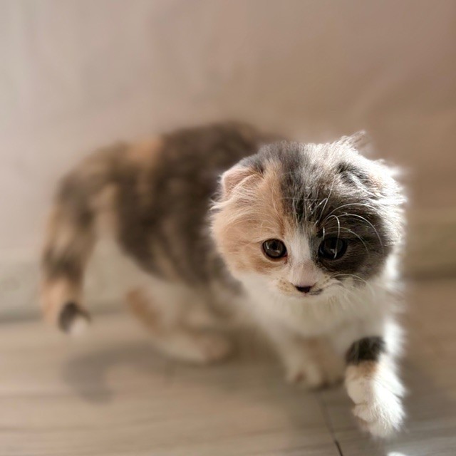 愛知県のスコティッシュフォールド (犬の家＆猫の里春日井本店/2026年1月15日生まれ/女の子/ブルーパッチドタビーホワイト)の子猫の3枚目の画像