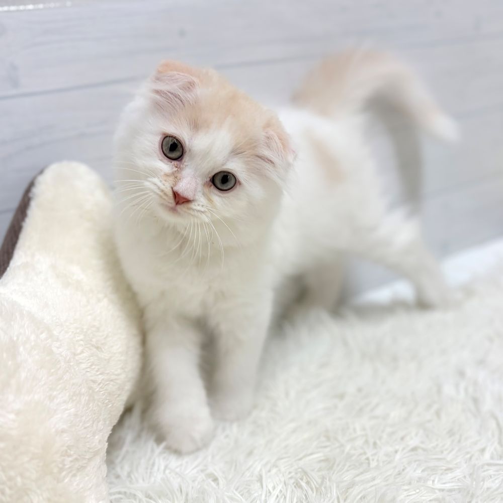 愛知県のスコティッシュフォールド (犬の家＆猫の里豊田店/2026年1月15日生まれ/女の子/クリームカメオタビーホワイト)の子猫の3枚目の画像