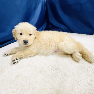 愛知県のゴールデンレトリバー (犬の家＆猫の里一宮店/2026年1月15日生まれ/男の子/ゴールデン)の子犬の3枚目の画像