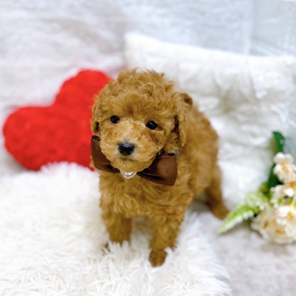 滋賀県のトイプードル(トイ) (犬の家＆猫の里長浜店/2026年1月11日生まれ/男の子/レッドフォーン)の子犬の3枚目の画像