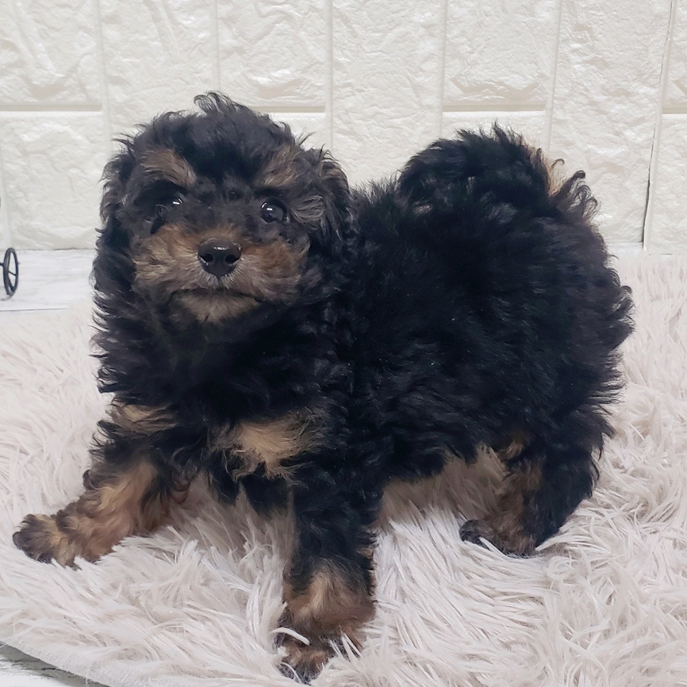 岡山県のトイプードル(トイ) (犬の家＆猫の里岡山店/2026年1月11日生まれ/男の子/ブラックタン)の子犬の3枚目の画像