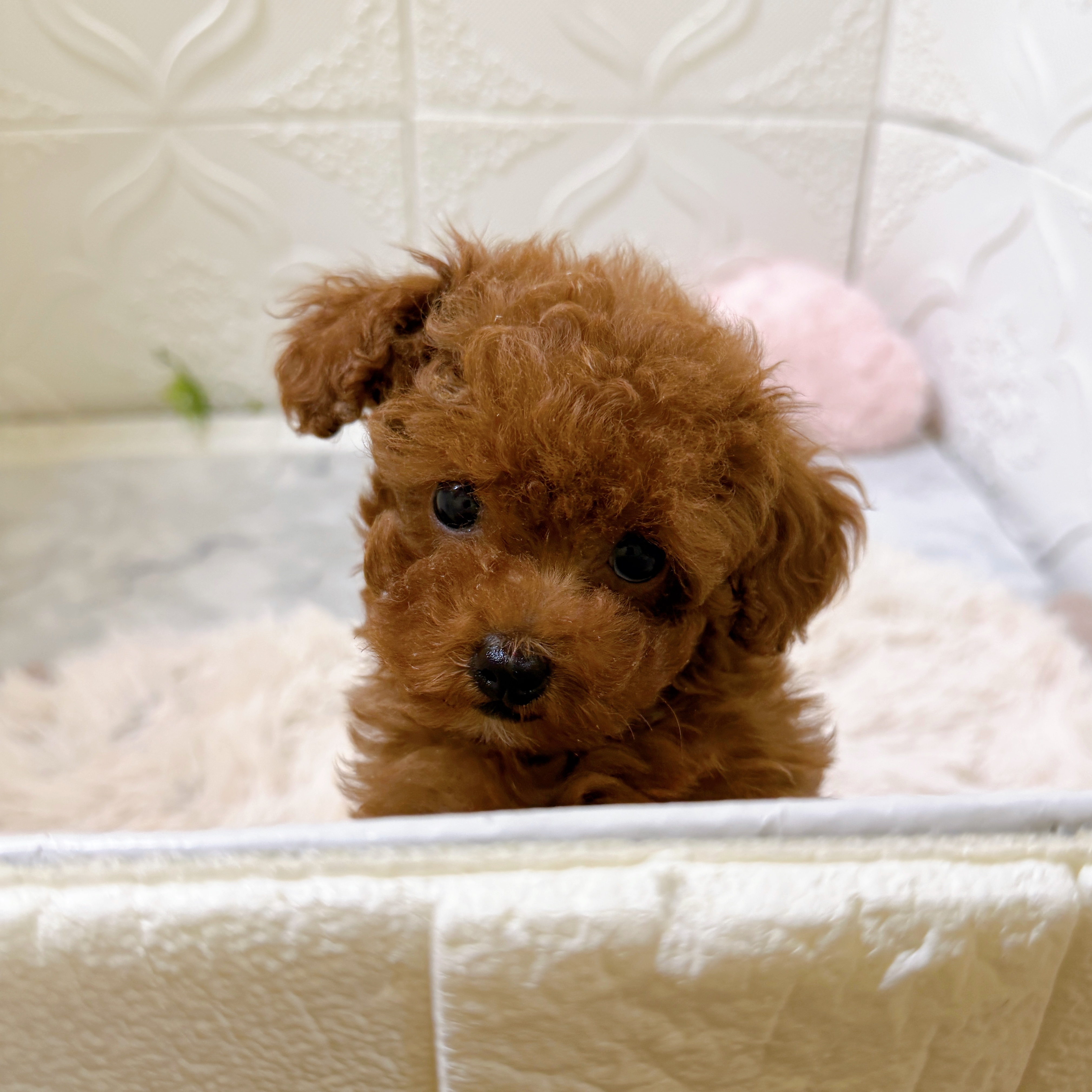 愛知県のトイプードル(ティーカップ) (犬の家＆猫の里岡崎店/2026年1月14日生まれ/男の子/レッドフォーン)の子犬の3枚目の画像