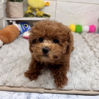 兵庫県のトイプードル(ティーカップ) (犬の家＆猫の里ゆめタウン姫路店/2026年1月14日生まれ/女の子/レッドフォーン)の子犬の3枚目の画像