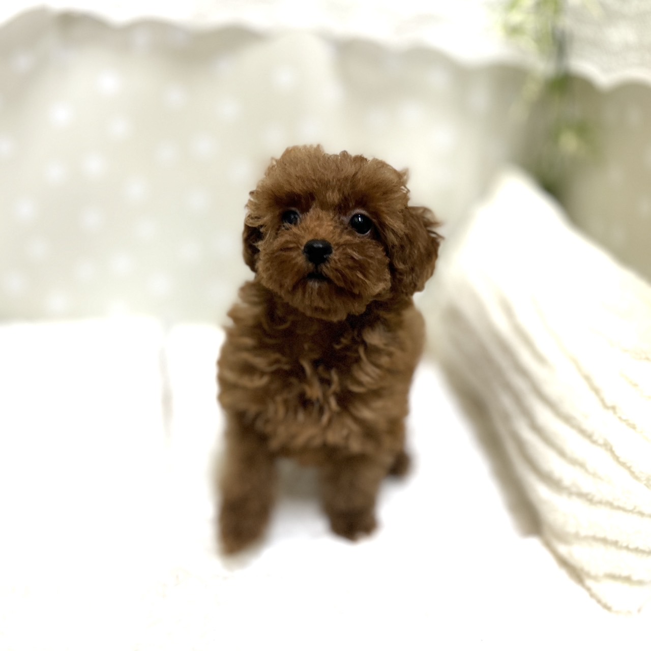 愛知県のトイプードル(タイニー) (犬の家＆猫の里安城店/2026年1月14日生まれ/女の子/レッドフォーン)の子犬の1枚目の画像