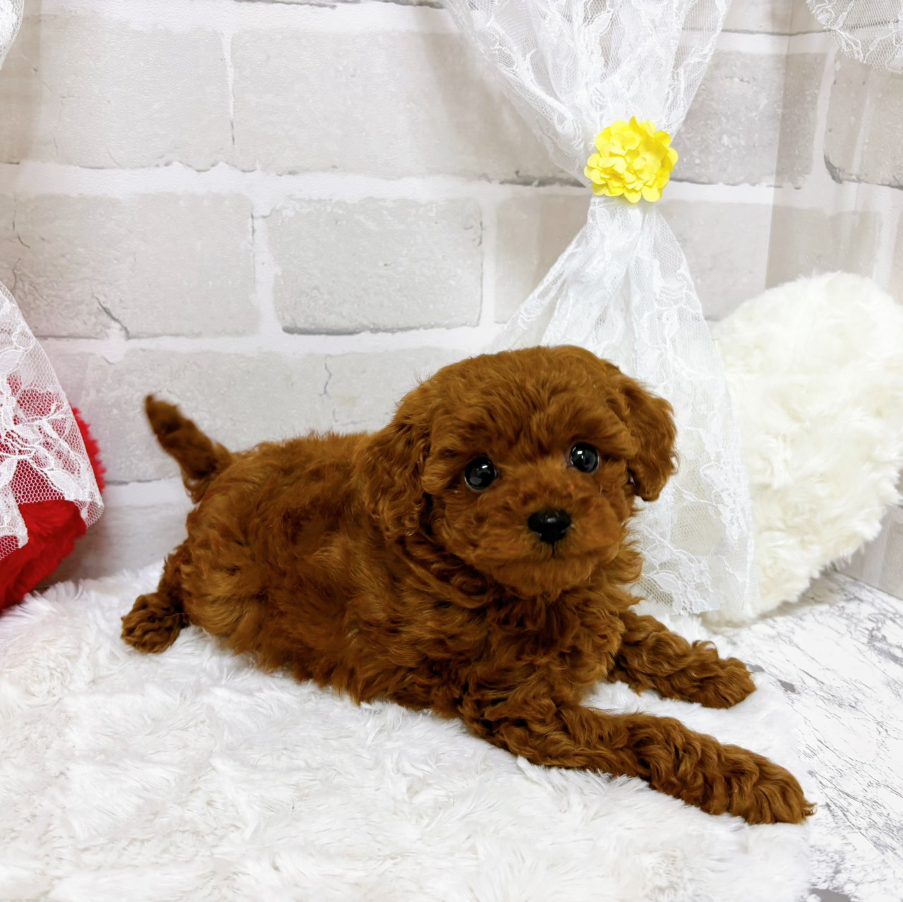 京都府のトイプードル(トイ) (犬の家＆猫の里京都精華店/2026年1月14日生まれ/男の子/レッドフォーン)の子犬の3枚目の画像