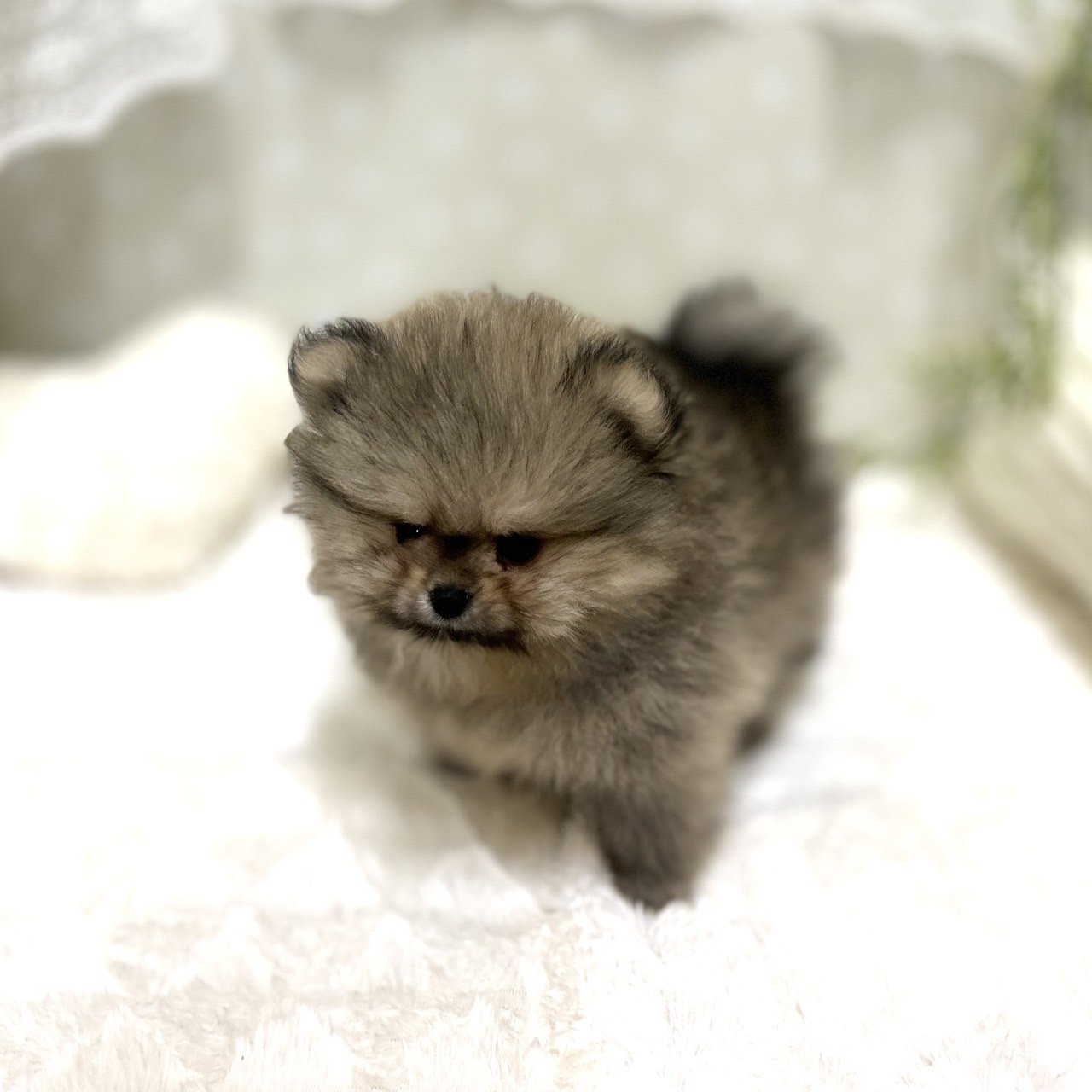 愛知県のポメラニアン (犬の家＆猫の里安城店/2026年1月15日生まれ/男の子/ウルフセーブル)の子犬の3枚目の画像