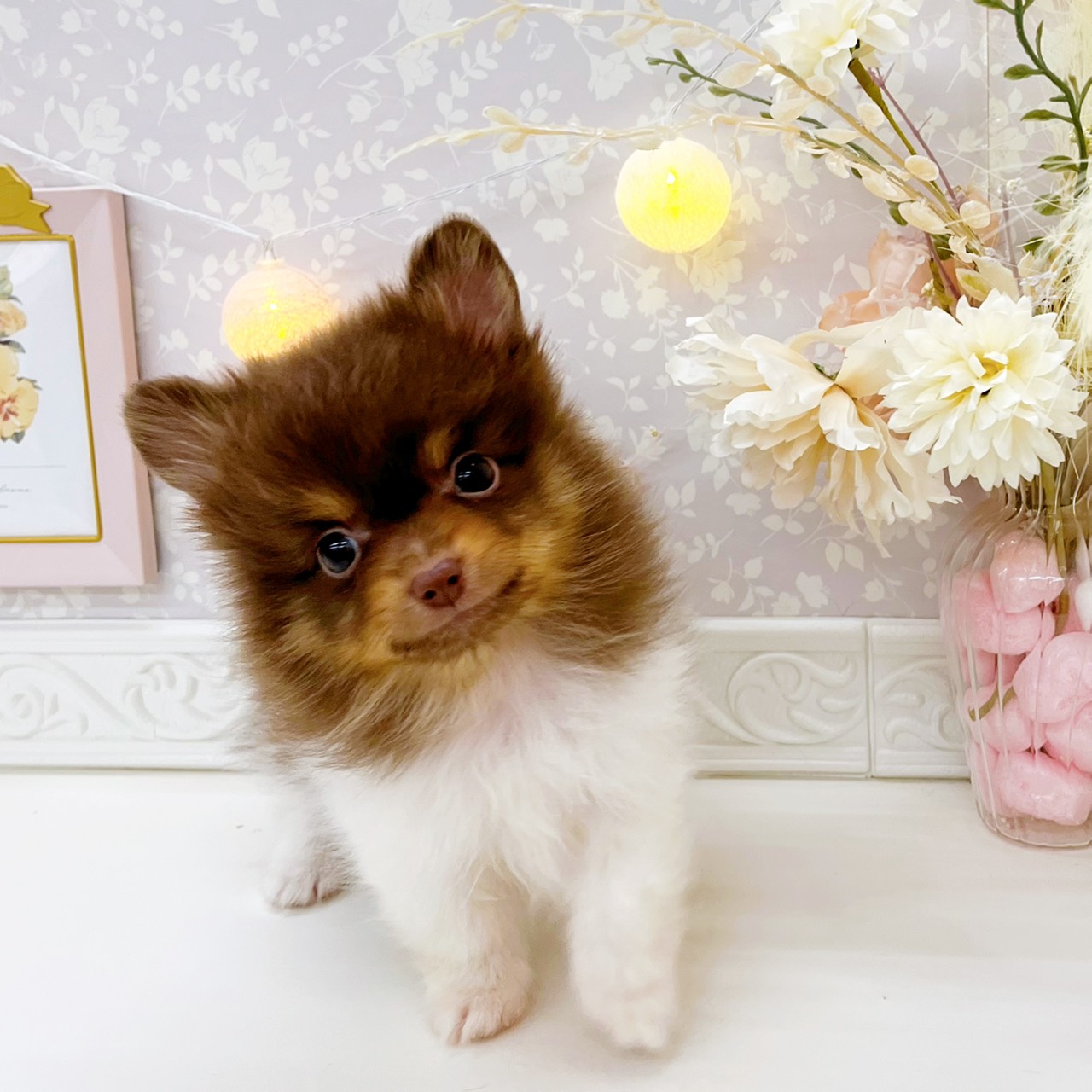 富山県のポメチワ/チワポメ/ポメチー(ポメラニアン×チワワ) (犬の家＆猫の里富山店/2026年1月6日生まれ/男の子/チョコレートタンホワイト)の子犬の3枚目の画像