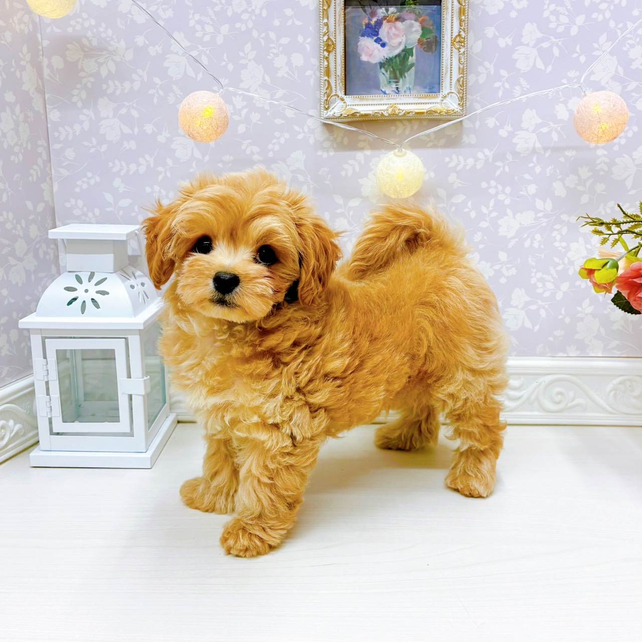 富山県のチワプー/プーチー(チワワ×プードル) (犬の家＆猫の里アミーゴ山室店/2026年1月12日生まれ/男の子/アプリコットホワイト)の子犬の3枚目の画像