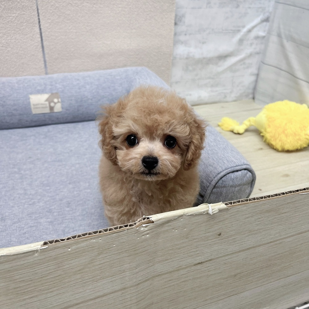 長野県のチワプー/プーチー(チワワ×プードル) (犬の家＆猫の里塩尻店/2026年1月12日生まれ/男の子/アプリコットホワイト)の子犬の3枚目の画像