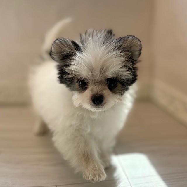 愛知県のチワマル/マルチワ(チワワ×マルチーズ) (犬の家＆猫の里春日井本店/2026年1月12日生まれ/女の子/ホワイトブラックタン)の子犬の3枚目の画像