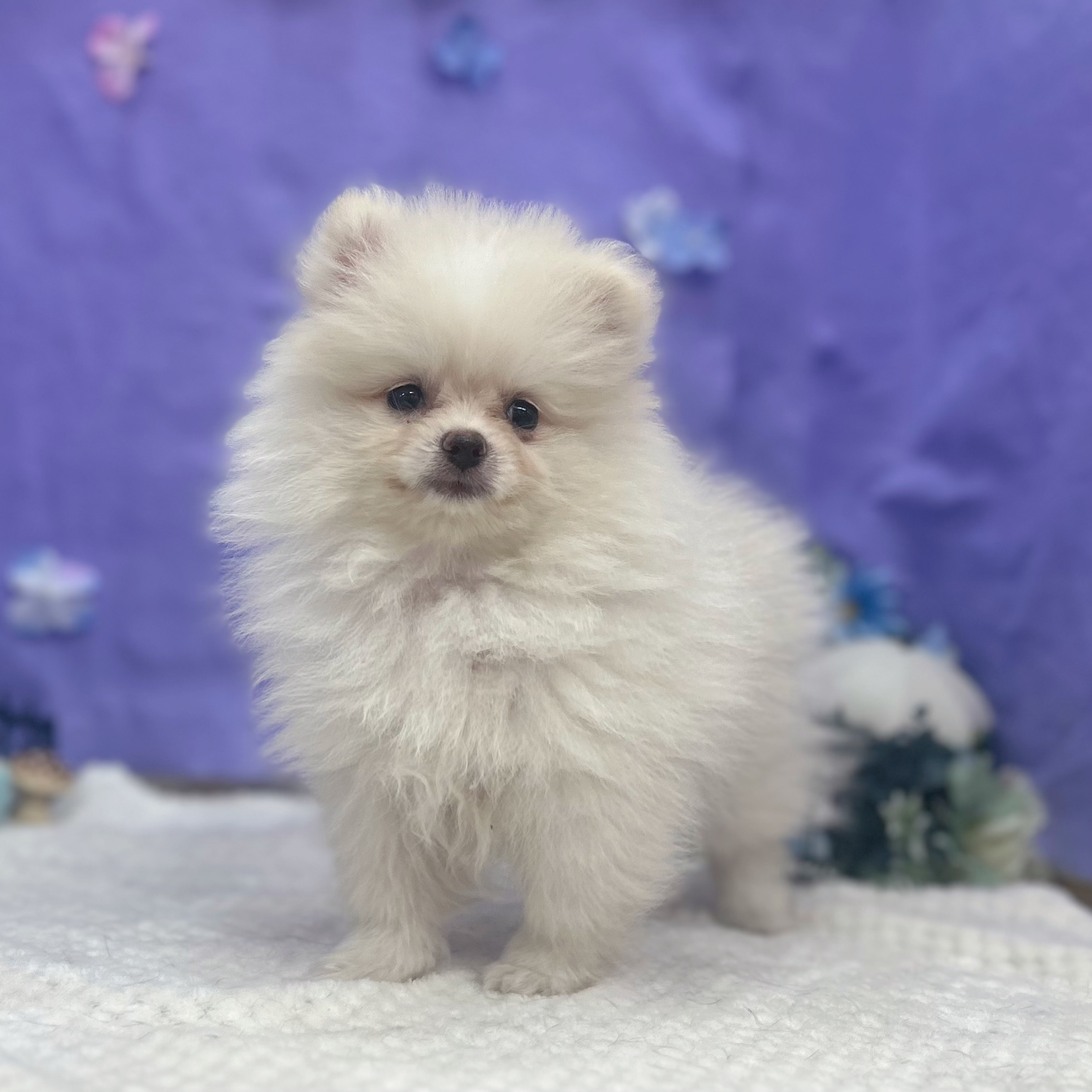 岐阜県のポメラニアン (犬の家＆猫の里岐南店/2026年3月27日生まれ/女の子/クリーム)の子犬の3枚目の画像