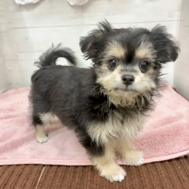 愛知県のチワマル/マルチワ(チワワ×マルチーズ) (犬の家＆猫の里碧南店/2026年1月12日生まれ/女の子/ブラッククリーム)の子犬の3枚目の画像