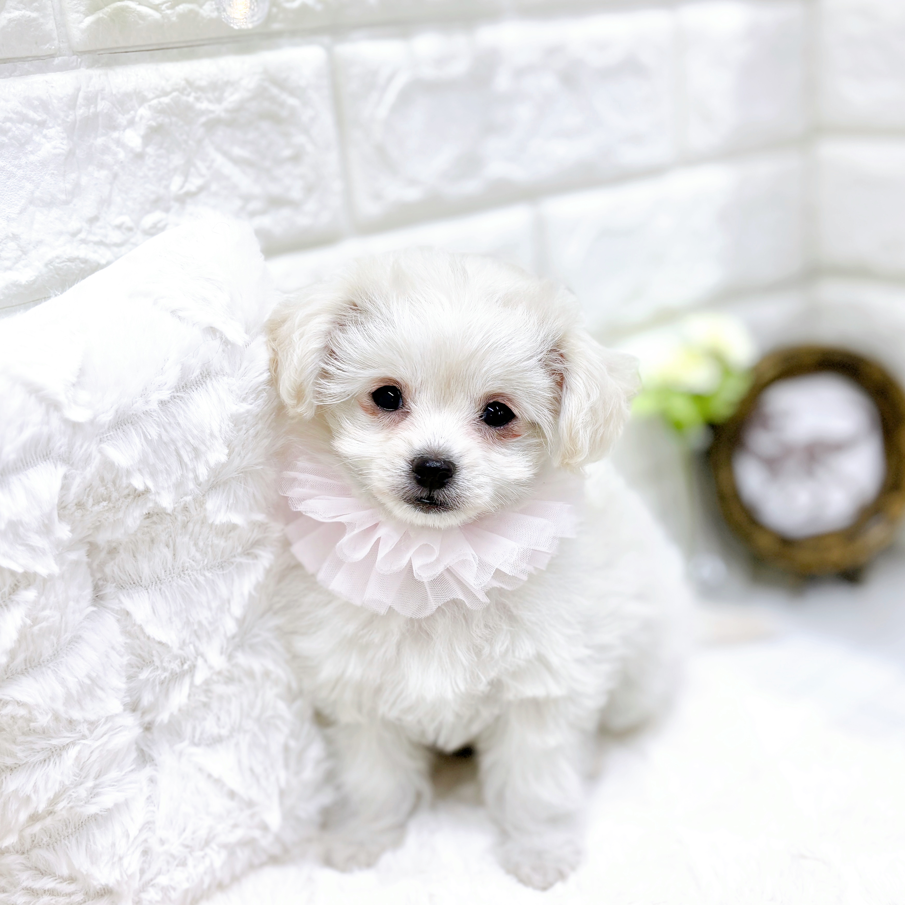 福井県のチワプー/プーチー(チワワ×プードル) (犬の家＆猫の里アミーゴ福井店/2026年1月14日生まれ/女の子/クリーム)の子犬の3枚目の画像