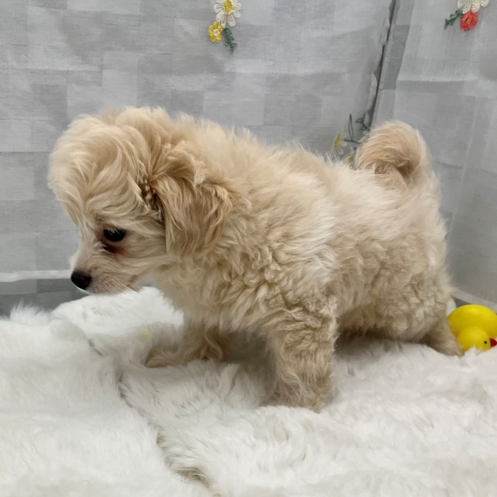 静岡県のチワプー/プーチー(チワワ×プードル) (犬の家＆猫の里MEGAドン・キホーテ袋井店/2026年1月14日生まれ/男の子/クリーム)の子犬の3枚目の画像