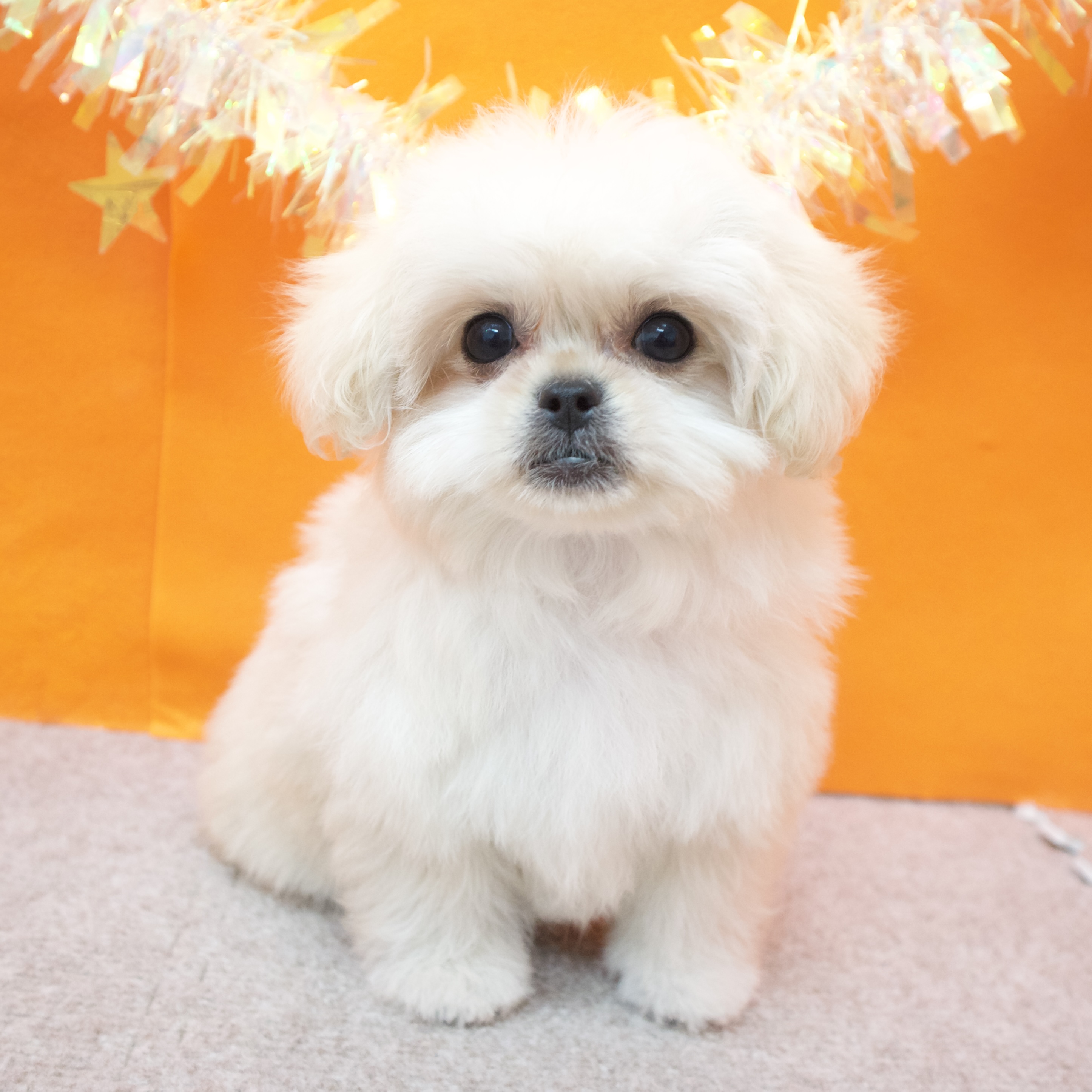 大阪府のペキプー(ペキニーズ×プードル) (犬の家＆猫の里吹田店/2026年1月6日生まれ/女の子/クリーム)の子犬の3枚目の画像