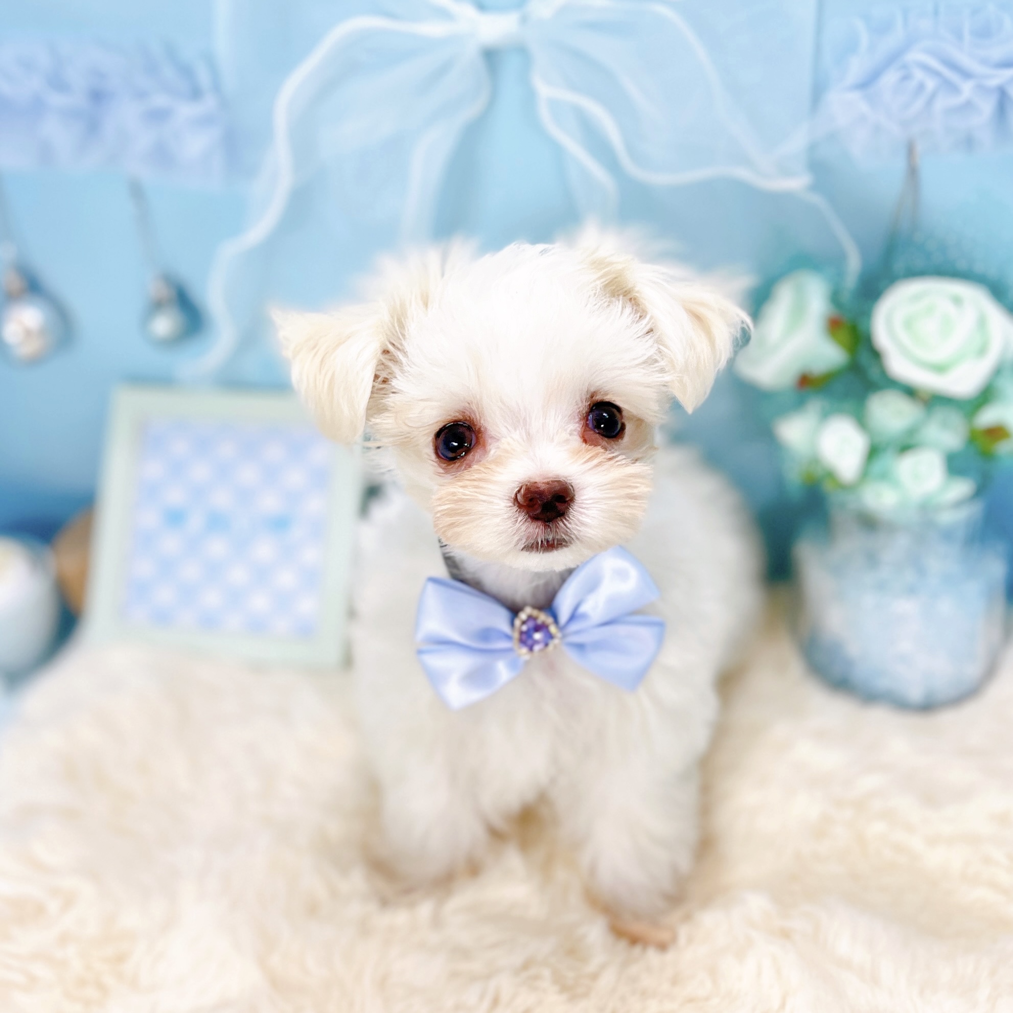 福井県のチワマル/マルチワ(チワワ×マルチーズ) (犬の家＆猫の里アミーゴ福井大和田店/2026年1月11日生まれ/男の子/クリームホワイト)の子犬の3枚目の画像