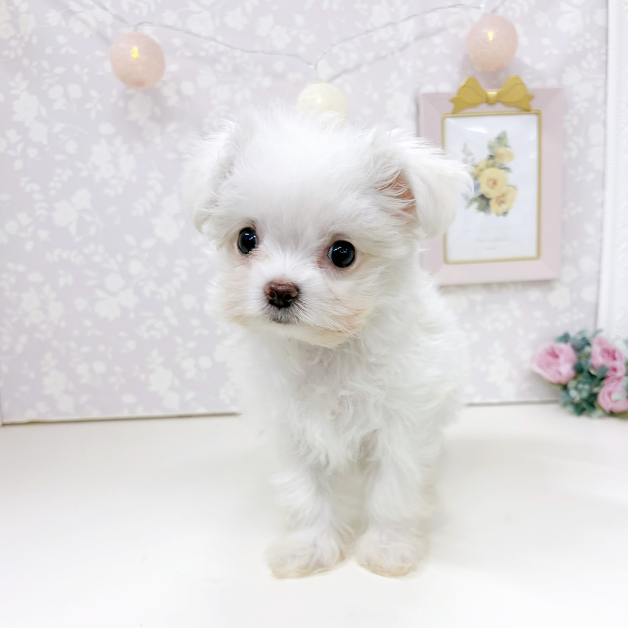 富山県のチワマル/マルチワ(チワワ×マルチーズ) (犬の家＆猫の里アミーゴ高岡蓮花寺店/2026年1月11日生まれ/女の子/クリームホワイト)の子犬の3枚目の画像