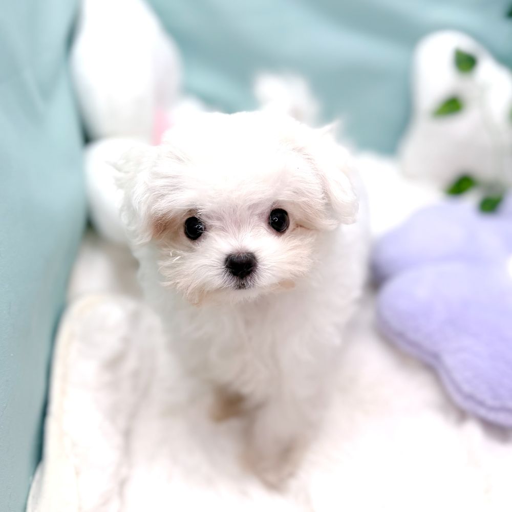 愛知県のチワマル/マルチワ(チワワ×マルチーズ) (犬の家＆猫の里愛知刈谷店/2026年1月11日生まれ/女の子/クリームホワイト)の子犬の3枚目の画像