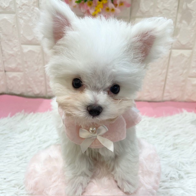 岡山県のチワマル/マルチワ(チワワ×マルチーズ) (犬の家＆猫の里倉敷店/2026年1月11日生まれ/女の子/クリームホワイト)の子犬の3枚目の画像