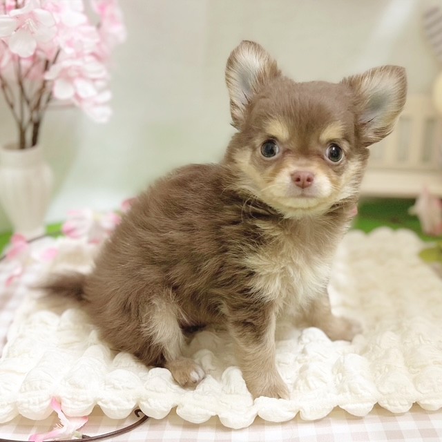 静岡県のチワワ(ロング) (犬の家＆猫の里藤枝店/2026年1月16日生まれ/男の子/チョコレートタン)の子犬の3枚目の画像