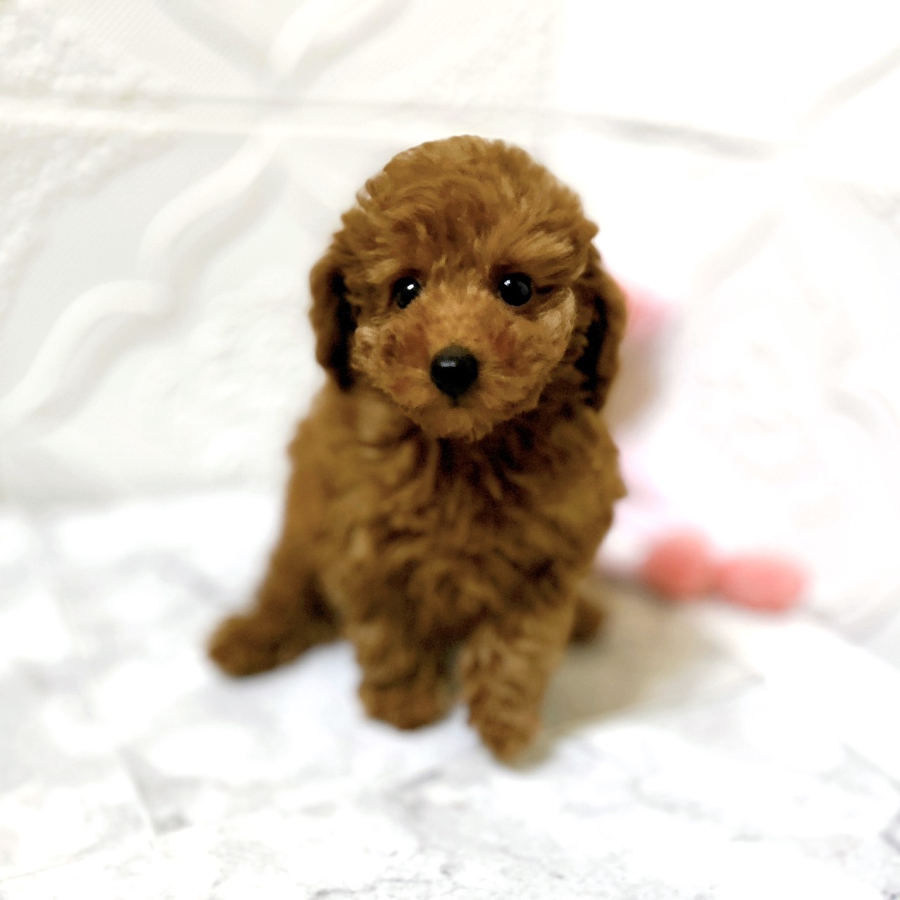 愛知県のトイプードル(トイ) (犬の家＆猫の里岡崎店/2026年1月17日生まれ/男の子/レッドフォーン)の子犬の3枚目の画像