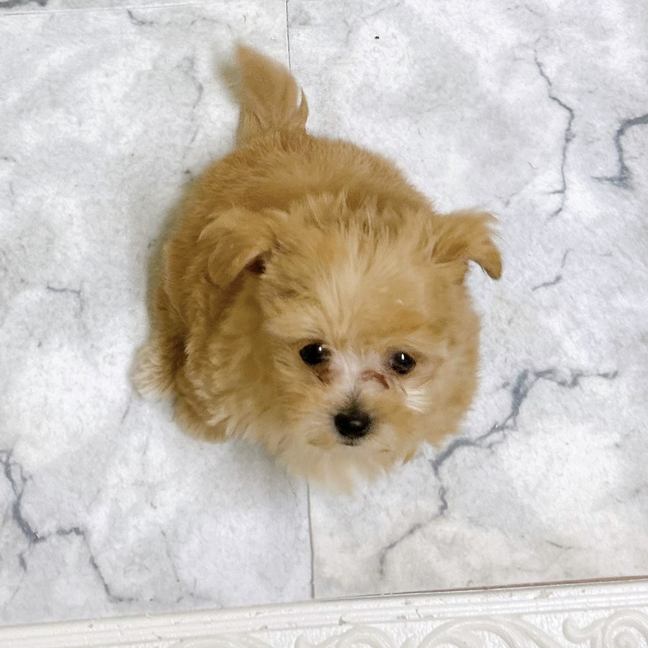 愛知県のマルプー(マルチーズ×プードル) (犬の家＆猫の里岡崎店/2026年1月17日生まれ/男の子/アプリコット)の子犬の3枚目の画像