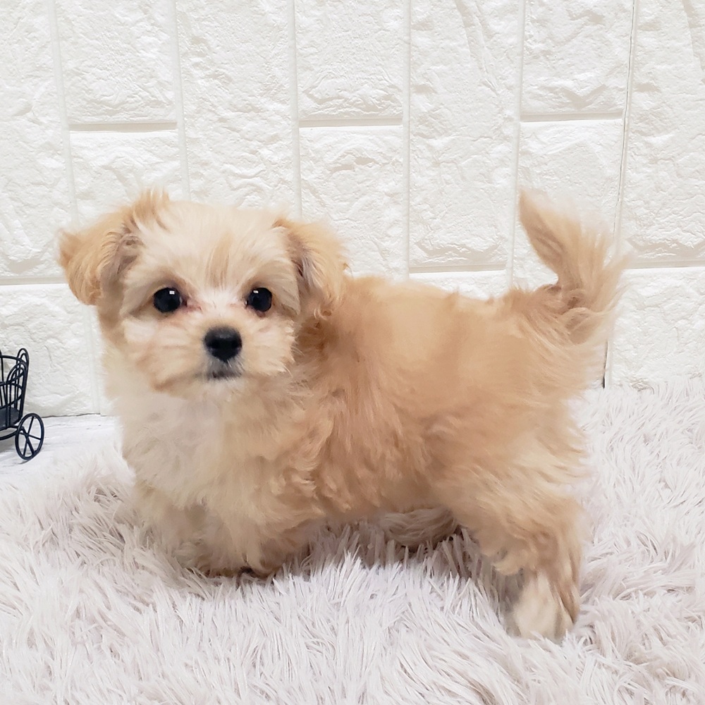 岡山県のマルプー(マルチーズ×プードル) (犬の家＆猫の里岡山店/2026年1月17日生まれ/男の子/アプリコット)の子犬の3枚目の画像