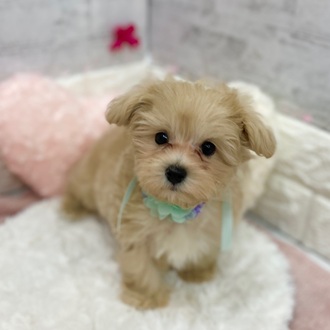 静岡県のマルプー(マルチーズ×プードル) (犬の家＆猫の里プレ葉ウォーク浜北店/2026年1月17日生まれ/男の子/クリーム)の子犬の3枚目の画像