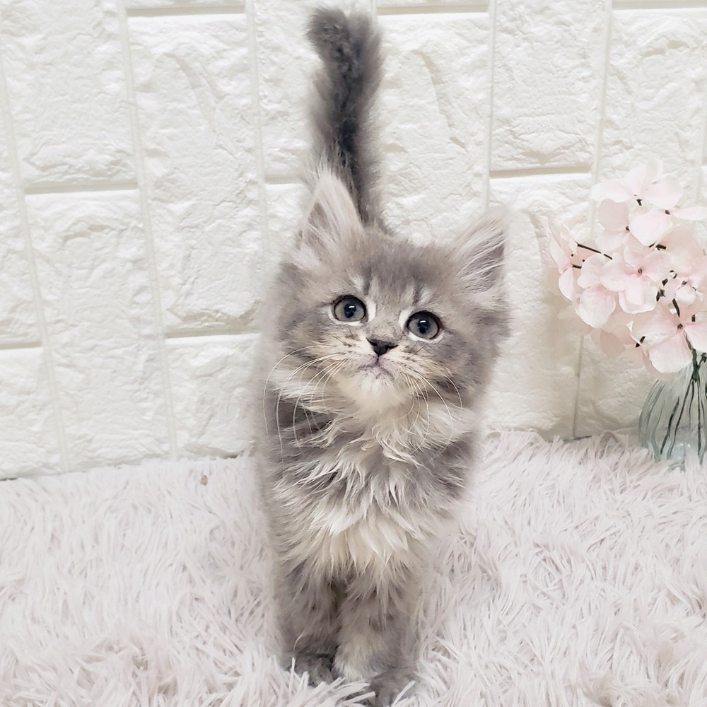 ミヌエット女の子の写真