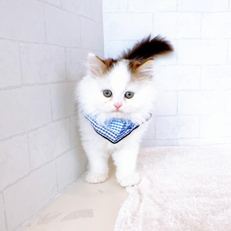 石川県のスコティッシュストレート (犬の家＆猫の里金沢店/2026年1月17日生まれ/男の子/ブラウンタビーホワイト)の子猫の3枚目の画像