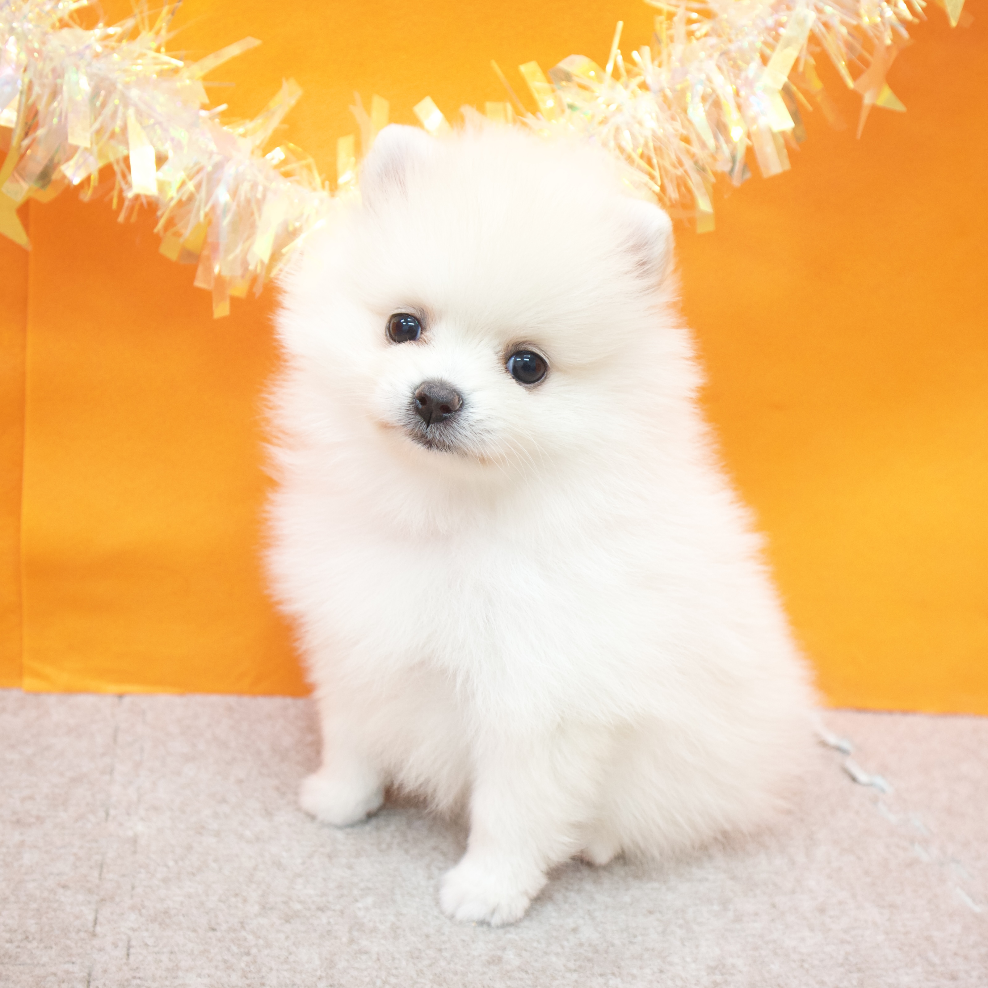 大阪府のポメラニアン (犬の家＆猫の里吹田店/2026年1月17日生まれ/女の子/クリーム)の子犬の3枚目の画像