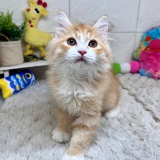 兵庫県のラガマフィン (犬の家＆猫の里ゆめタウン姫路店/2026年1月15日生まれ/男の子/レッドタビー)の子猫の3枚目の画像