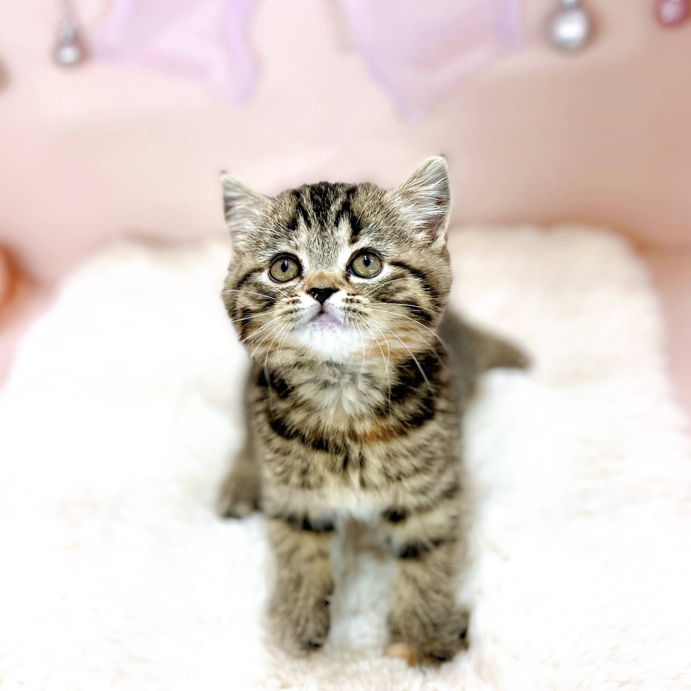 福井県のスコティッシュストレート (犬の家＆猫の里アミーゴ福井大和田店/2026年1月17日生まれ/女の子/ブラウンタビー)の子猫の3枚目の画像