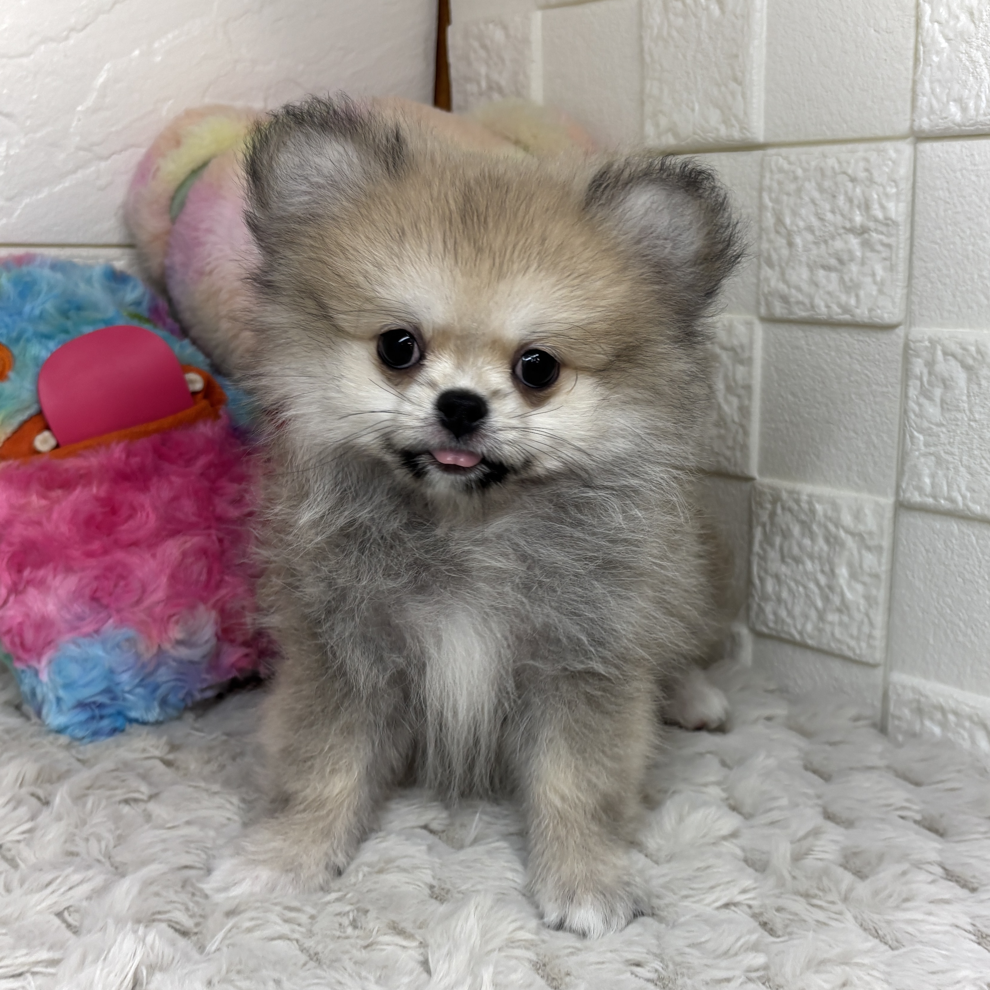 兵庫県のペキポメ/ポメペキ(ペキニーズ×ポメラニアン) (犬の家＆猫の里ゆめタウン姫路店/2026年1月18日生まれ/男の子/フォーン)の子犬の3枚目の画像