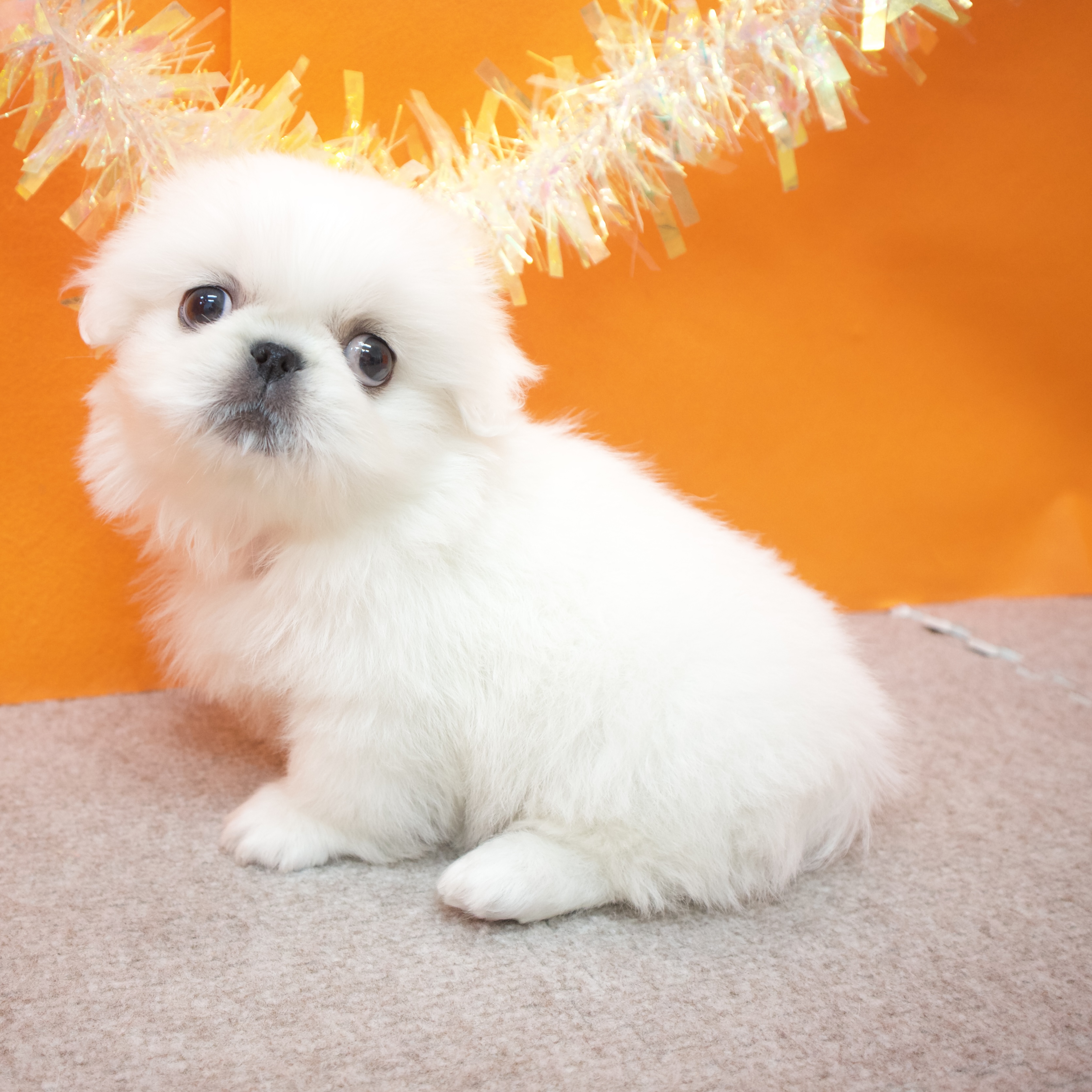 大阪府のペキニーズ (犬の家＆猫の里吹田店/2026年1月17日生まれ/女の子/ホワイト)の子犬の3枚目の画像