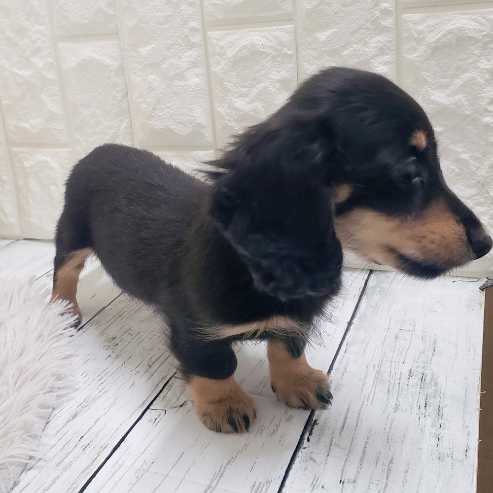 岡山県のミニチュアダックスフンド(ロング) (犬の家＆猫の里岡山店/2026年1月15日生まれ/女の子/ブラックイエロー)の子犬の3枚目の画像
