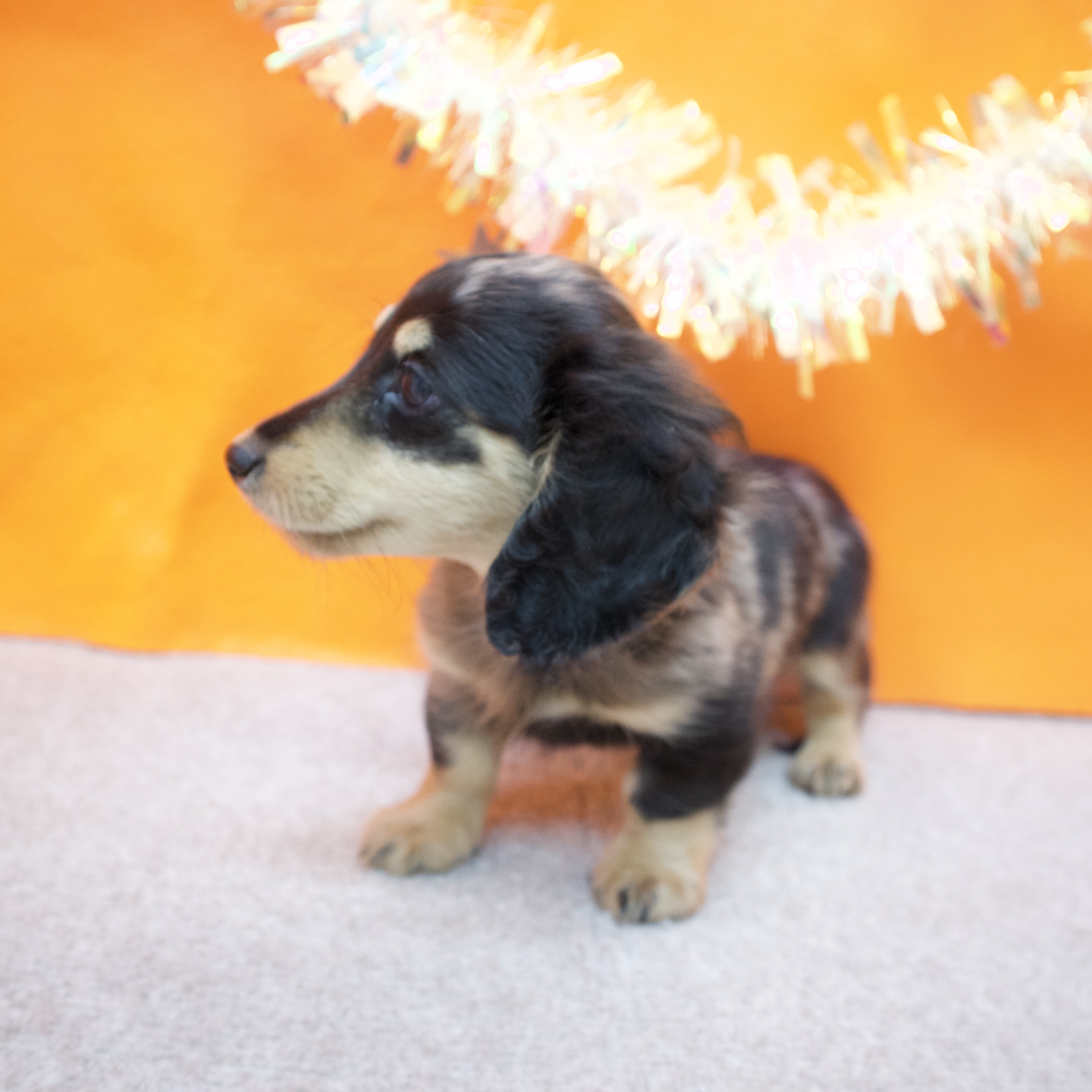 大阪府のミニチュアダックスフンド(ロング) (犬の家＆猫の里吹田店/2026年1月15日生まれ/男の子/シルバーダップル)の子犬の3枚目の画像