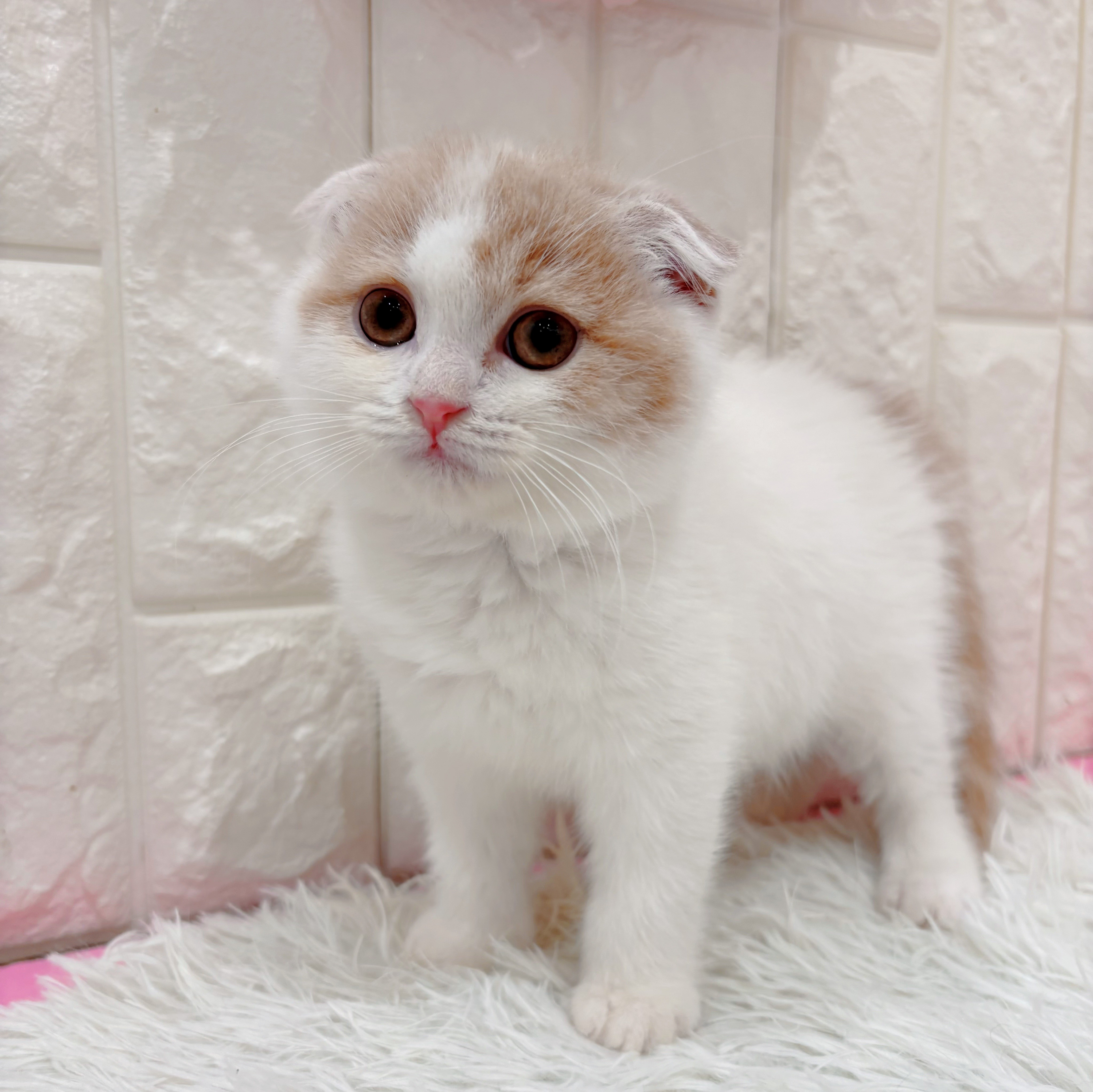 岡山県のフォールデックス (犬の家＆猫の里倉敷店/2026年1月17日生まれ/男の子/クリームホワイト)の子猫の3枚目の画像