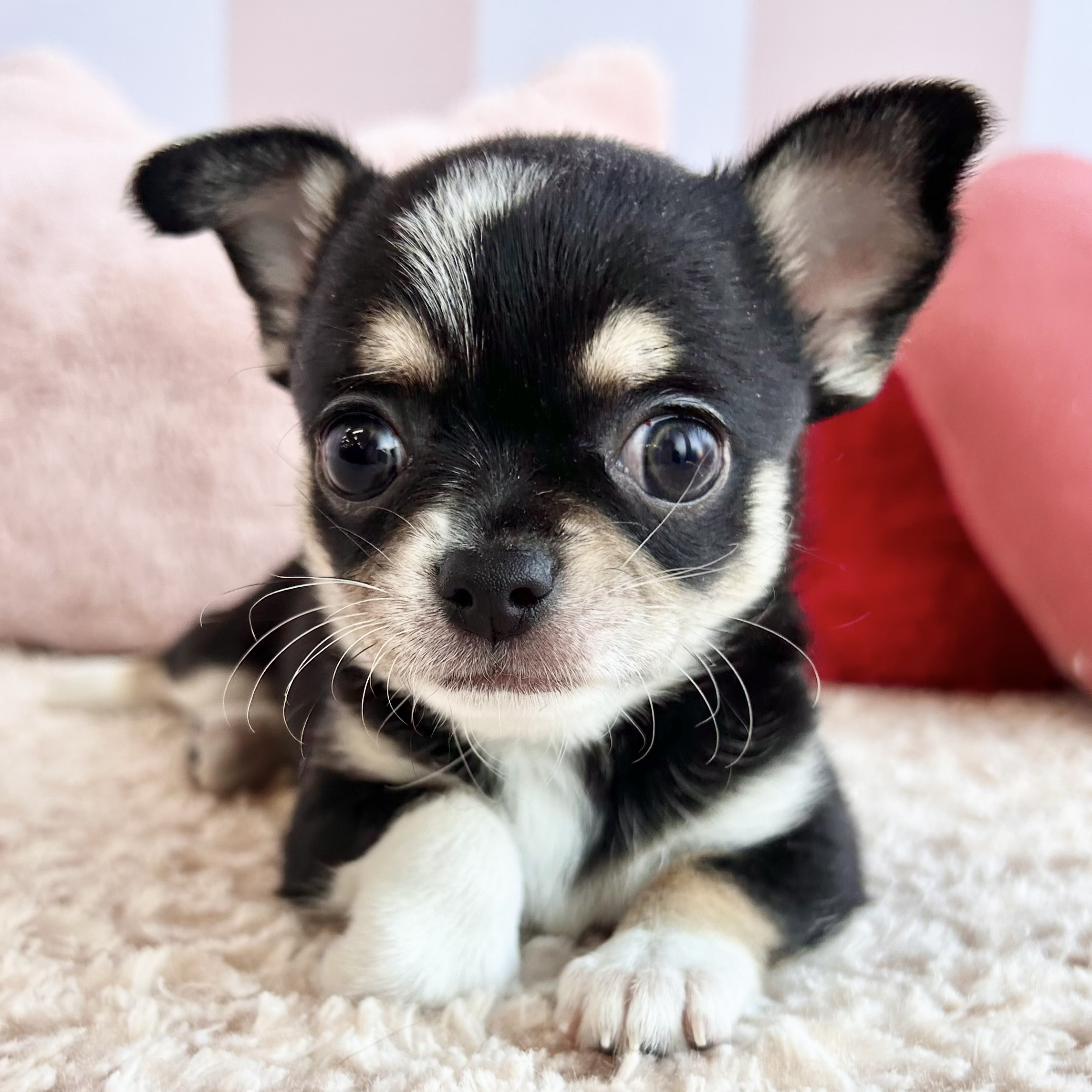 岡山県のチワワ(スムース) (犬の家＆猫の里倉敷中庄店/2026年1月18日生まれ/女の子/ブラッククリームホワイト)の子犬の3枚目の画像